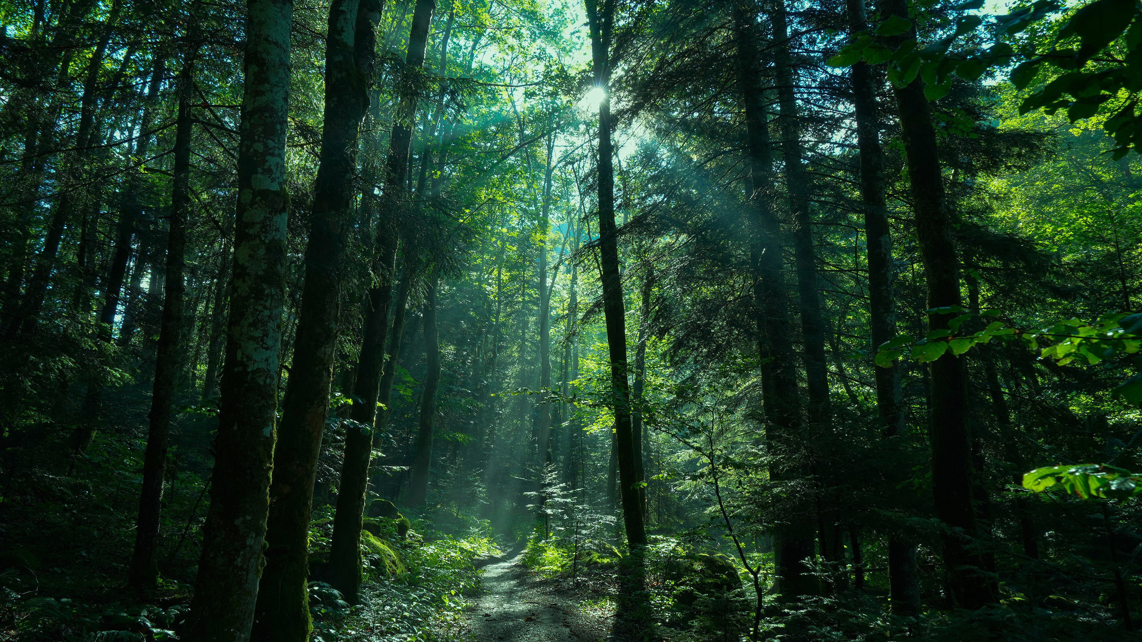 forest1